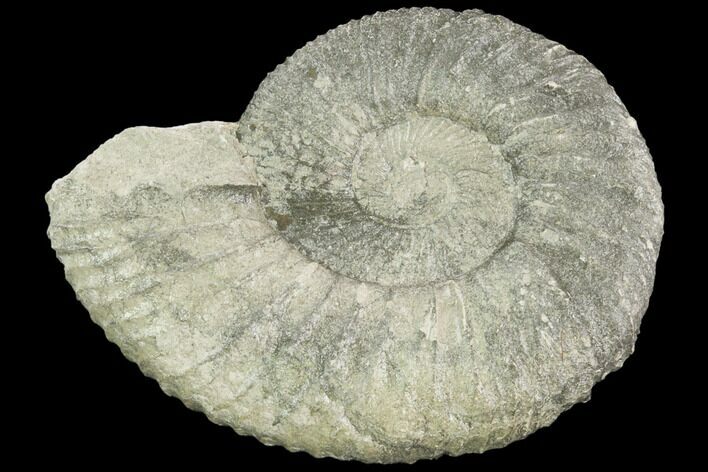 Ammonite (Ataxioceras) Fossil - Drügendorf, Germany #125853